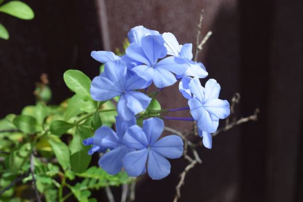 15391526_341989816157717_5513648959906053683_o (1).jpg